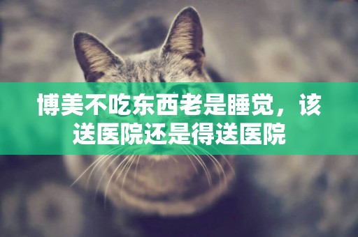 博美不吃東西老是睡覺，該送醫院還是得送醫院