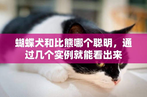 蝴蝶犬和比熊哪個聰明，通過幾個實例就能看出來