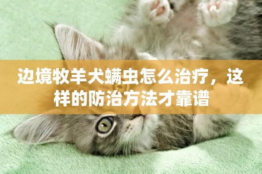 邊境牧羊犬螨蟲怎么治療，這樣的防治方法才靠譜