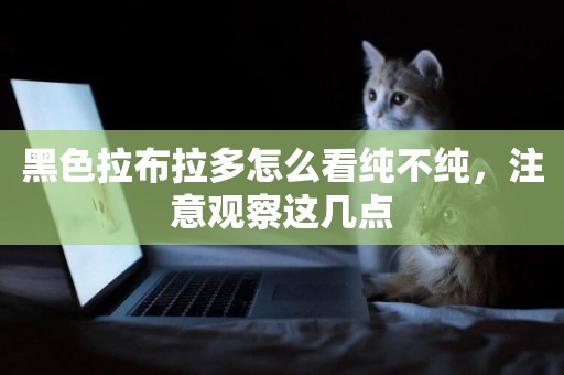 黑色拉布拉多怎么看純不純，注意觀察這幾點