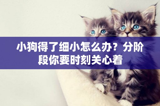 小狗得了細小怎么辦？分階段你要時刻關心著