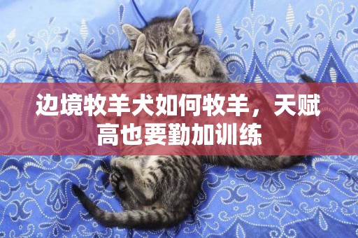 邊境牧羊犬如何牧羊，天賦高也要勤加訓練
