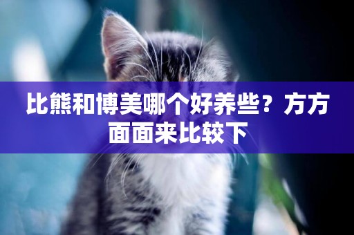 比熊和博美哪個好養些？方方面面來比較下