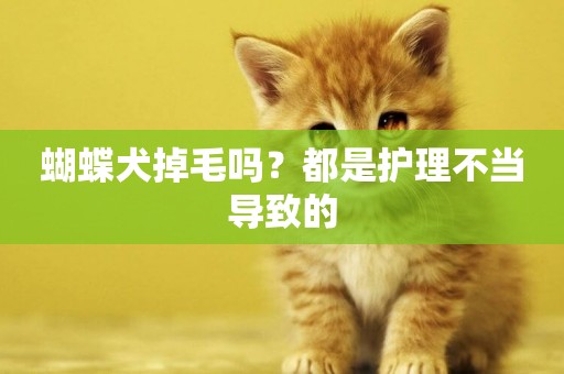 蝴蝶犬掉毛嗎？都是護理不當導致的