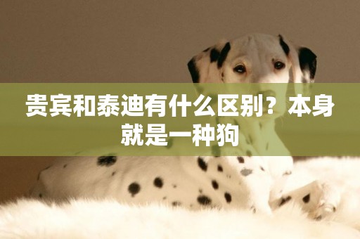 貴賓和泰迪有什么區別？本身就是一種狗