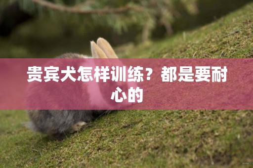 貴賓犬怎樣訓練？都是要耐心的