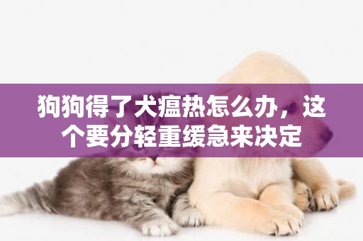 狗狗得了犬瘟熱怎么辦，這個要分輕重緩急來決定