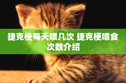 捷克梗每天喂幾次 捷克梗喂食次數介紹