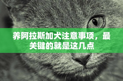 養阿拉斯加犬注意事項，最關鍵的就是這幾點