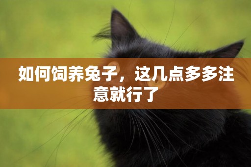 如何飼養兔子，這幾點多多注意就行了