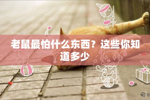 老鼠最怕什么東西？這些你知道多少