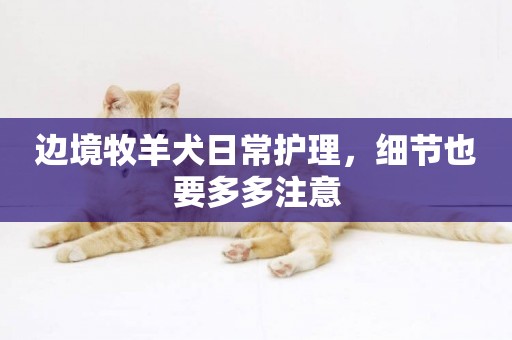 邊境牧羊犬日常護理，細節也要多多注意