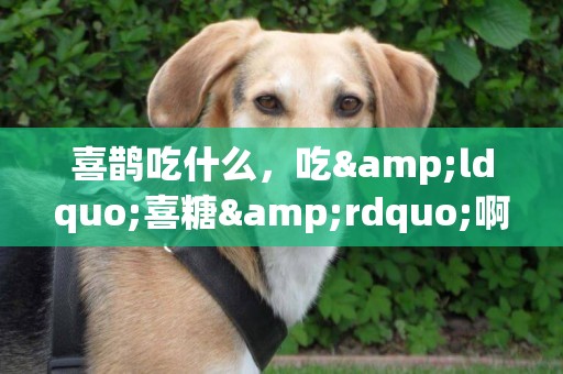 喜鵲吃什么，吃&ldquo;喜糖&rdquo;啊