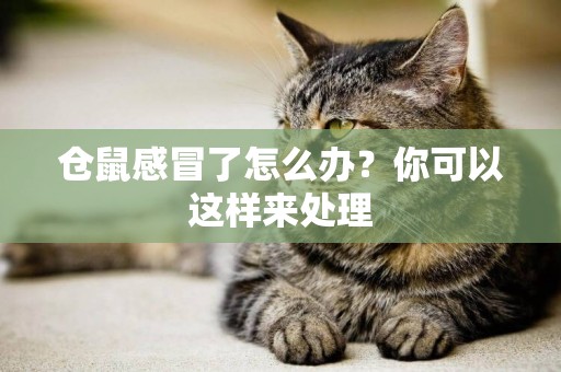 倉鼠感冒了怎么辦？你可以這樣來處理