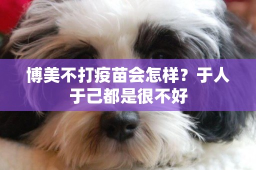 博美不打疫苗會怎樣？于人于己都是很不好
