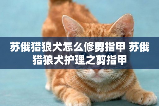 蘇俄獵狼犬怎么修剪指甲 蘇俄獵狼犬護理之剪指甲
