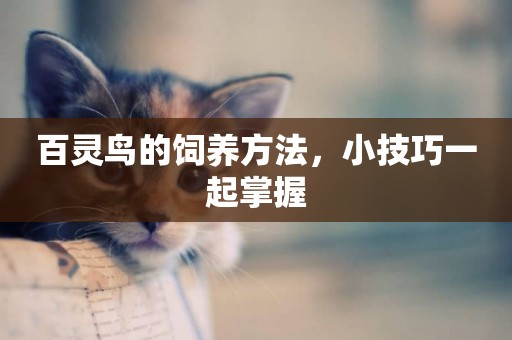 百靈鳥的飼養方法，小技巧一起掌握