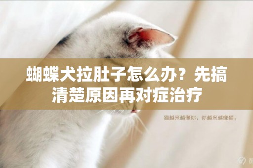 蝴蝶犬拉肚子怎么辦？先搞清楚原因再對癥治療
