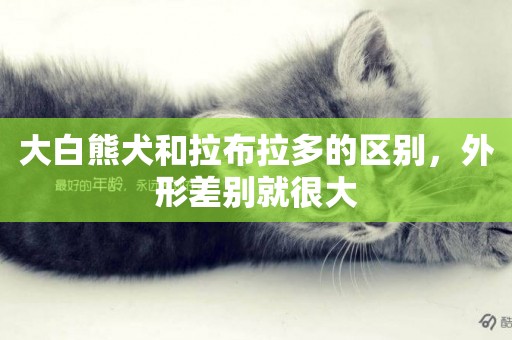 大白熊犬和拉布拉多的區別，外形差別就很大