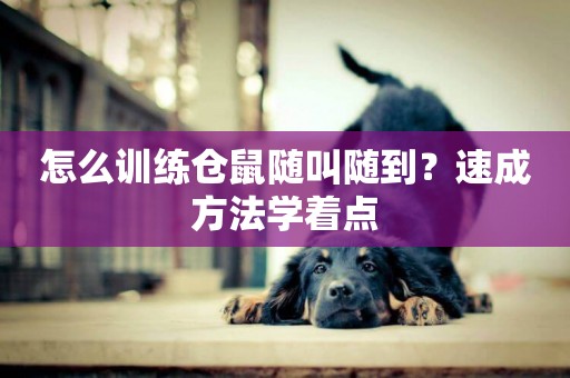怎么訓練倉鼠隨叫隨到？速成方法學著點