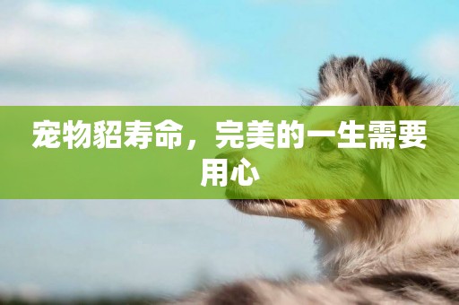 寵物貂壽命，完美的一生需要用心