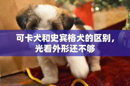 可卡犬和史賓格犬的區別，光看外形還不夠
