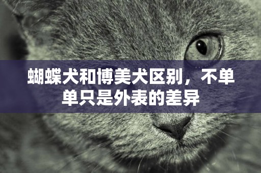 蝴蝶犬和博美犬區別，不單單只是外表的差異