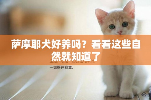 薩摩耶犬好養嗎？看看這些自然就知道了