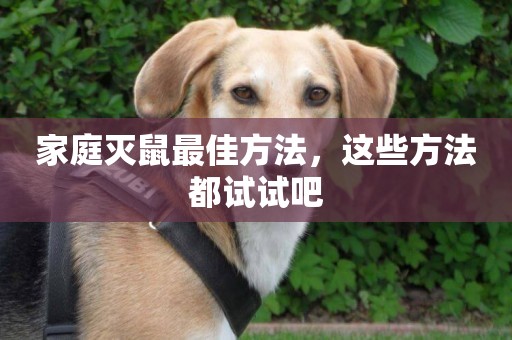 家庭滅鼠最佳方法，這些方法都試試吧