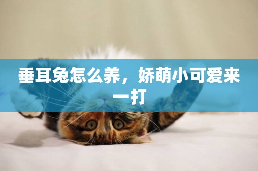 垂耳兔怎么養，嬌萌小可愛來一打