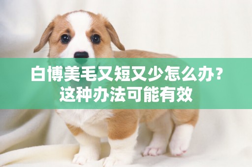 白博美毛又短又少怎么辦？這種辦法可能有效