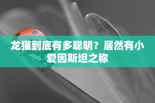 龍貓到底有多聰明？居然有小愛因斯坦之稱