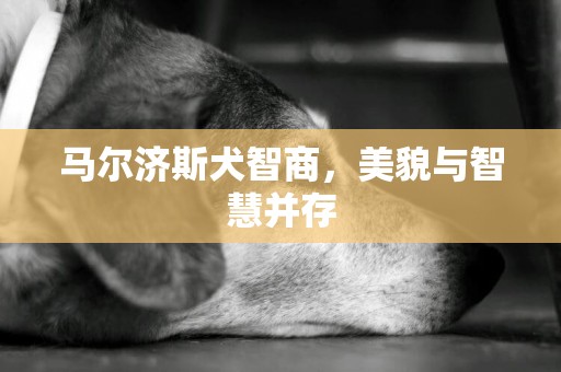 馬爾濟斯犬智商，美貌與智慧并存