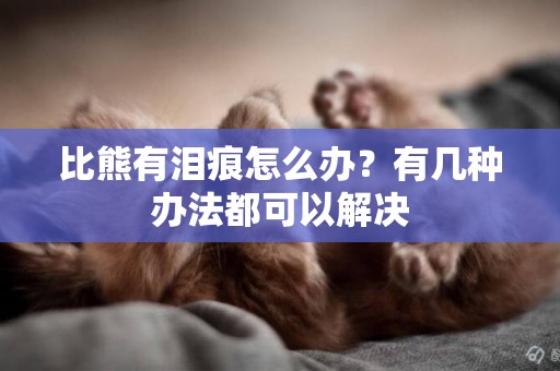 比熊有淚痕怎么辦？有幾種辦法都可以解決