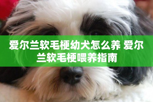 愛爾蘭軟毛梗幼犬怎么養 愛爾蘭軟毛梗喂養指南