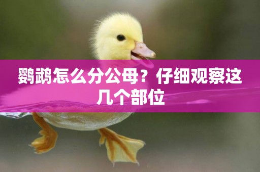 鸚鵡怎么分公母？仔細觀察這幾個部位