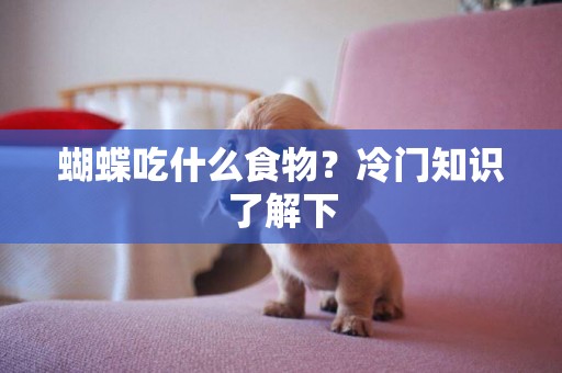蝴蝶吃什么食物？冷門知識了解下