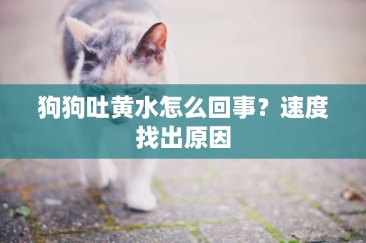 狗狗吐黃水怎么回事？速度找出原因