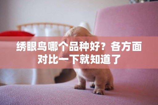 繡眼鳥哪個品種好？各方面對比一下就知道了