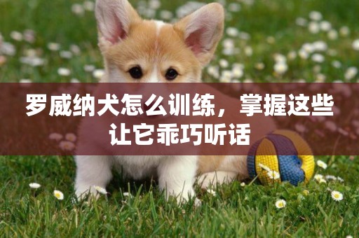羅威納犬怎么訓練，掌握這些讓它乖巧聽話