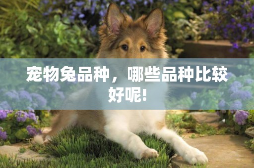 寵物兔品種，哪些品種比較好呢!