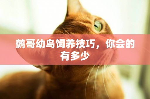 鷯哥幼鳥飼養技巧，你會的有多少