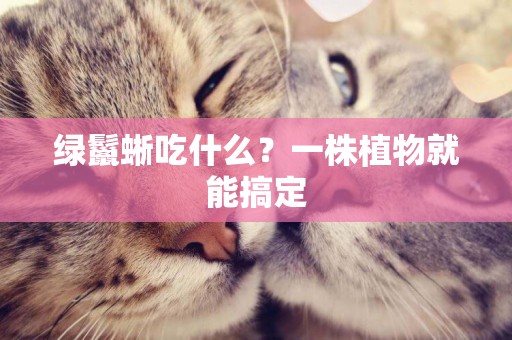綠鬣蜥吃什么？一株植物就能搞定