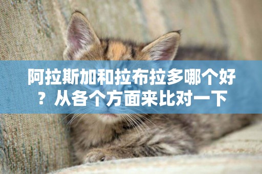 阿拉斯加和拉布拉多哪個好？從各個方面來比對一下