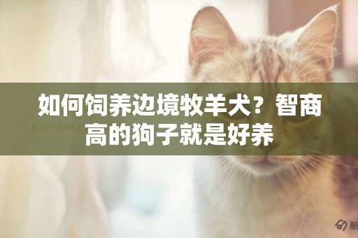 如何飼養邊境牧羊犬？智商高的狗子就是好養