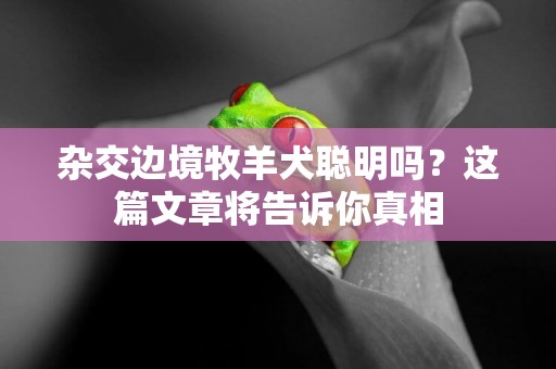 雜交邊境牧羊犬聰明嗎？這篇文章將告訴你真相