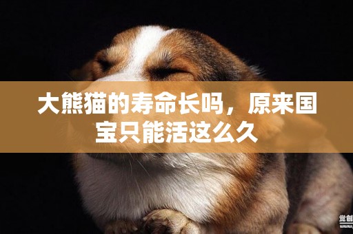 大熊貓的壽命長嗎，原來國寶只能活這么久