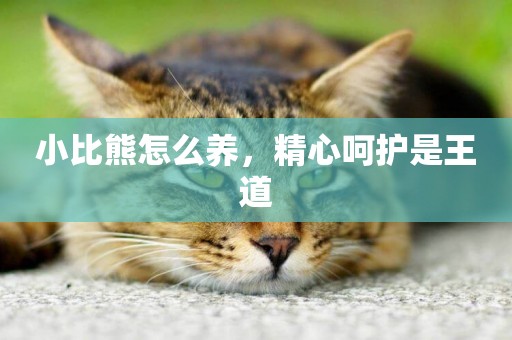 小比熊怎么養，精心呵護是王道
