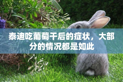 泰迪吃葡萄干后的癥狀，大部分的情況都是如此