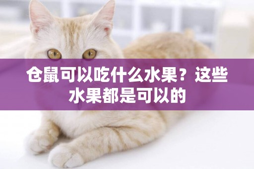 倉鼠可以吃什么水果？這些水果都是可以的